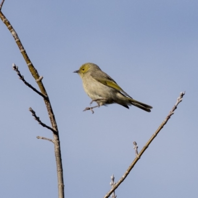 Ptilotula penicillata (White-plumed Honeyeater) at Hall, ACT - 1 Jul 2019 by AlisonMilton