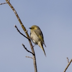 Ptilotula penicillata at Hall, ACT - 1 Jul 2019