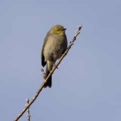 Ptilotula penicillata at Hall, ACT - 1 Jul 2019 02:37 PM