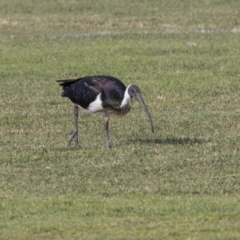 Threskiornis spinicollis (Straw-necked Ibis) at Hall, ACT - 1 Jul 2019 by Alison Milton