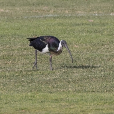 Threskiornis spinicollis (Straw-necked Ibis) at Hall, ACT - 1 Jul 2019 by AlisonMilton
