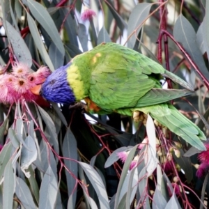 Trichoglossus moluccanus at Hall, ACT - 1 Jul 2019