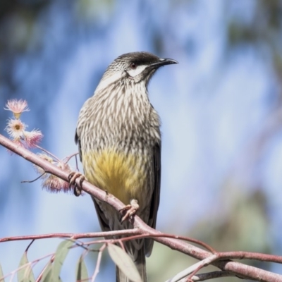 Anthochaera carunculata (Red Wattlebird) at Hall, ACT - 1 Jul 2019 by AlisonMilton