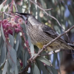 Anthochaera carunculata at Hall, ACT - 1 Jul 2019 01:57 PM