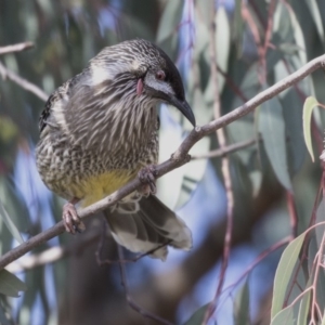 Anthochaera carunculata at Hall, ACT - 1 Jul 2019 01:57 PM