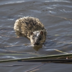 Hydromys chrysogaster (Rakali or Water Rat) at Belconnen, ACT - 29 Jun 2019 by AlisonMilton