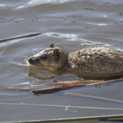 Hydromys chrysogaster at Belconnen, ACT - 29 Jun 2019