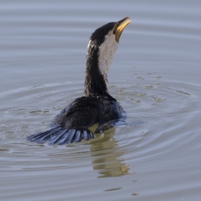 Microcarbo melanoleucos (Little Pied Cormorant) at Lake Ginninderra - 29 Jun 2019 by Alison Milton