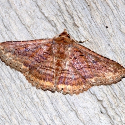 Praxis porphyretica (Praxis porphyretica) at Rosedale, NSW - 11 Jul 2019 by jbromilow50