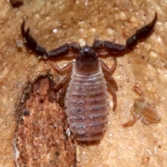 Pseudoscorpiones sp. (order) (False Scorpion, Pseudoscorpion) at Rosedale, NSW - 8 Jul 2019 by jb2602