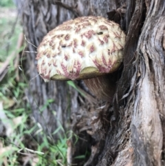 Unidentified Fungus at Doonan, QLD - 28 Dec 2018 by JBudgie
