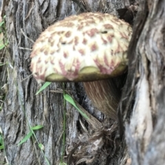 Boletellus sp. at Doonan, QLD - 28 Dec 2018 11:52 AM