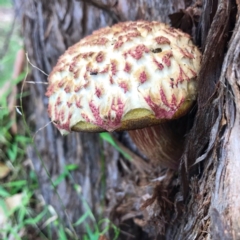 Boletellus sp. at Doonan, QLD - 28 Dec 2018 11:52 AM