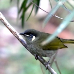 Meliphaga lewinii (Lewin's Honeyeater) at Rosedale, NSW - 8 Jul 2019 by jbromilow50