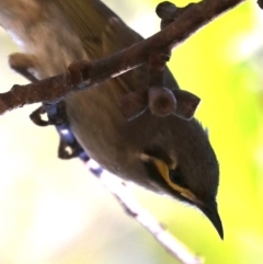 Caligavis chrysops (Yellow-faced Honeyeater) at Broulee, NSW - 13 Jul 2019 by jb2602
