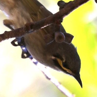 Caligavis chrysops (Yellow-faced Honeyeater) at Broulee, NSW - 13 Jul 2019 by jb2602