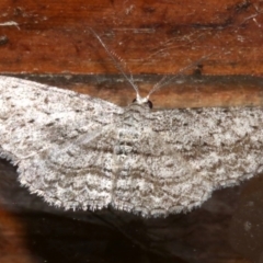 Phelotis cognata (Long-fringed Bark Moth) at Rosedale, NSW - 29 Mar 2019 by jb2602