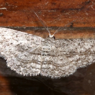 Phelotis cognata (Long-fringed Bark Moth) at Rosedale, NSW - 29 Mar 2019 by jb2602