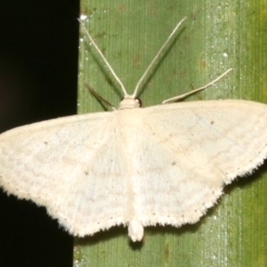 Scopula perlata (Cream Wave) at Rosedale, NSW - 25 Feb 2019 by jbromilow50