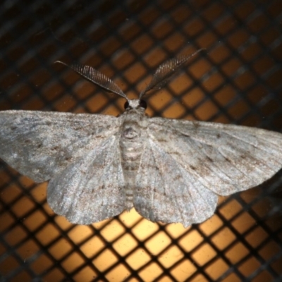 Phelotis cognata (Long-fringed Bark Moth) at Rosedale, NSW - 25 Feb 2019 by jbromilow50