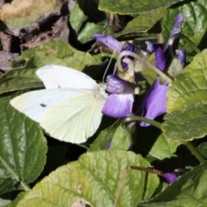 Pieris rapae at Kambah, ACT - 21 Jul 2019