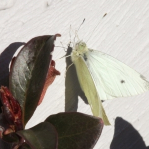 Pieris rapae at Kambah, ACT - 21 Jul 2019