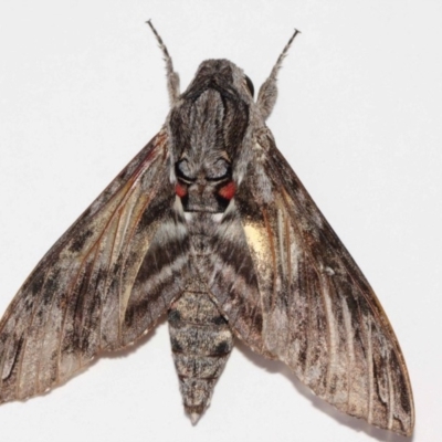 Agrius convolvuli (Convolvulus Hawk Moth) at Evatt, ACT - 14 Nov 2017 by TimL