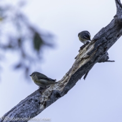 Pardalotus striatus (Striated Pardalote) at Red Hill Nature Reserve - 15 Jul 2019 by BIrdsinCanberra