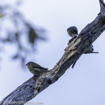 Pardalotus striatus (Striated Pardalote) at Red Hill Nature Reserve - 15 Jul 2019 by BIrdsinCanberra