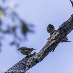 Pardalotus striatus at Red Hill Nature Reserve - 15 Jul 2019 08:09 AM