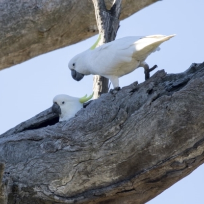 Cacatua galerita (Sulphur-crested Cockatoo) at Dunlop, ACT - 21 Jul 2019 by AlisonMilton