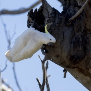 Cacatua galerita at Dunlop, ACT - 21 Jul 2019