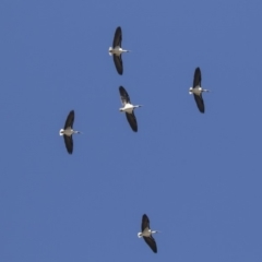 Threskiornis spinicollis (Straw-necked Ibis) at Hawker, ACT - 21 Jul 2019 by Alison Milton