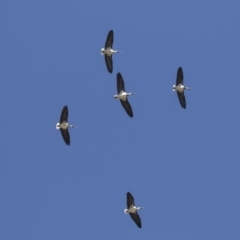 Threskiornis spinicollis at Hawker, ACT - 21 Jul 2019