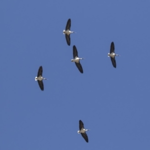 Threskiornis spinicollis at Hawker, ACT - 21 Jul 2019