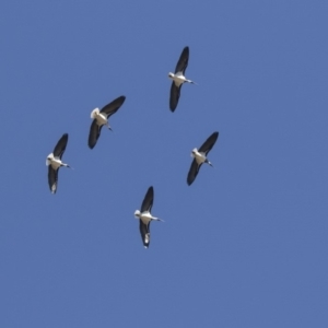 Threskiornis spinicollis at Hawker, ACT - 21 Jul 2019