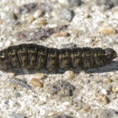 Apina callisto (Pasture Day Moth) at Hawker, ACT - 21 Jul 2019 by AlisonMilton