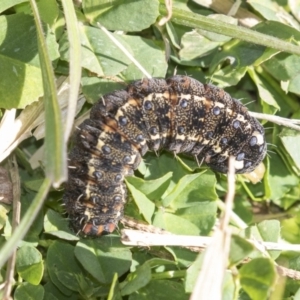 Apina callisto at Hawker, ACT - 21 Jul 2019 11:56 AM