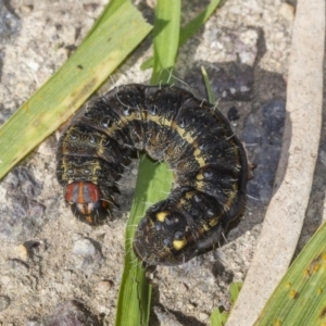 Apina callisto at Scullin, ACT - 14 Jul 2019