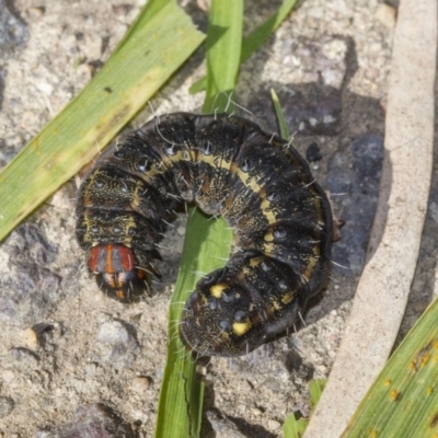 Apina callisto (Pasture Day Moth) at Scullin, ACT - 13 Jul 2019 by AlisonMilton