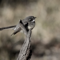 Rhipidura albiscapa (Grey Fantail) at Dunlop, ACT - 21 Jul 2019 by AlisonMilton