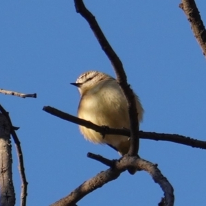 Acanthiza chrysorrhoa at Red Hill Nature Reserve - 21 Jul 2019 04:38 PM