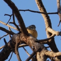 Acanthiza chrysorrhoa at Red Hill Nature Reserve - 21 Jul 2019 04:38 PM