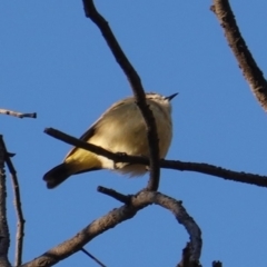 Acanthiza chrysorrhoa at Red Hill Nature Reserve - 21 Jul 2019 04:38 PM