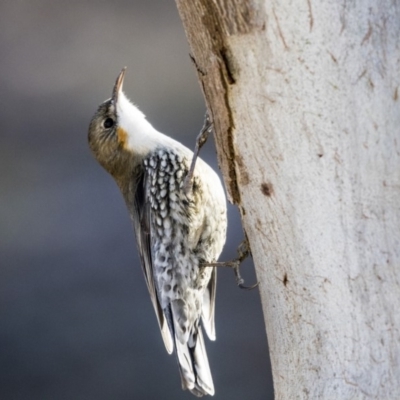 Cormobates leucophaea (White-throated Treecreeper) at Dunlop, ACT - 21 Jul 2019 by Alison Milton