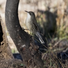 Cormobates leucophaea at Dunlop, ACT - 21 Jul 2019