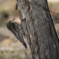 Cormobates leucophaea at Dunlop, ACT - 21 Jul 2019