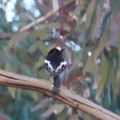 Petroica boodang at Red Hill Nature Reserve - 21 Jul 2019