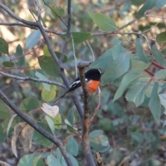 Petroica boodang at Red Hill Nature Reserve - 21 Jul 2019