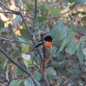 Petroica boodang at Red Hill Nature Reserve - 21 Jul 2019